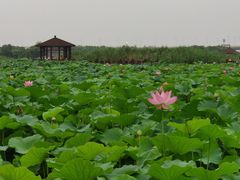 -荷塘月色湿地公园·向阳花洲