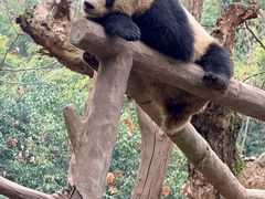 -都江堰中华大熊猫苑