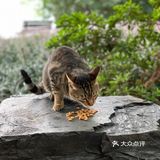 杭州旅游打卡暴走西湖攻略|苏堤——北山路——湖滨步行街