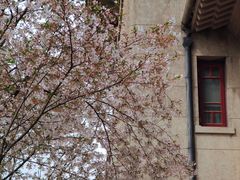 -武汉大学-樱园