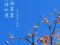 -水峪民俗村