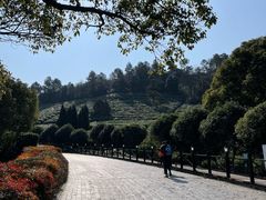 -树山生态村