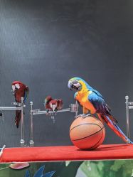 -酷嗒动物文化乐园(cutezoo西溪乐天城店)