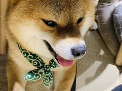 -逗柴咖啡屋·狗咖猫咖宠物桌游