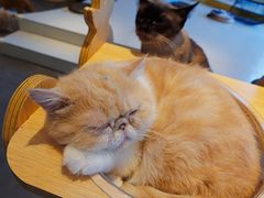 -飞行喵MR PILOT|猫舍·猫咖(静安大融城店)