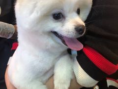 -Goku PET SHOP宠物视觉生活馆(双井店)