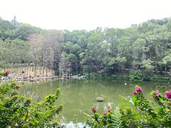 -深圳仙湖植物园