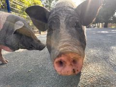 -新疆天山野生动物园