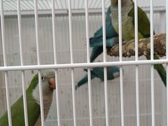 -观桥阁(锦溪店)