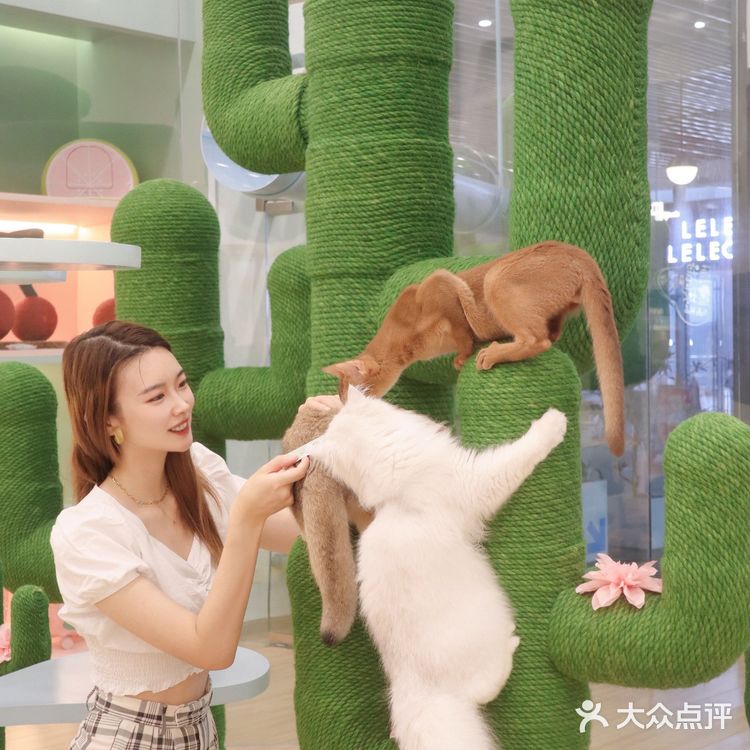 上海探店🐱打卡利路修同款撸猫圣地‼️