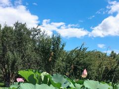 -莲花池公园