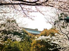 -武汉大学-樱园