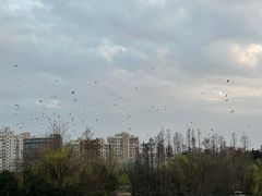 -大宁郁金香公园-停车场