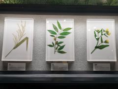 -四川大学博物馆