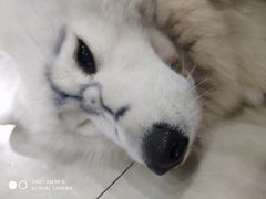 -瑞鹏·疫苗·绝育·宠物医院(金沙洲店)