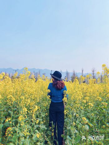 看油菜花？重庆复盛欢迎你（怀念篇）