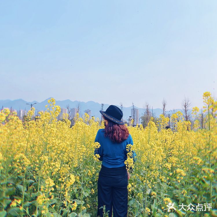 看油菜花?重庆复盛欢迎你(怀念篇)