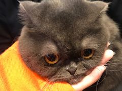 -八公叔叔宠物美容连锁(春申店)