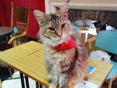 -猫色咖啡·猫咖