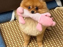 -博特宠物医院24h犬猫全科.骨科·异宠