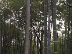 -上海市保健医疗中心(华东疗养院)