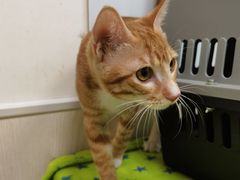 -凯特喵百思猫专科医院