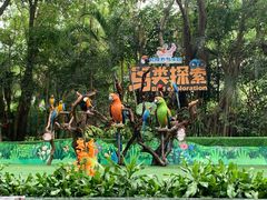 -广州长隆飞鸟乐园
