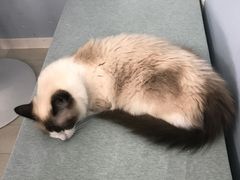 -喵的天空名猫咖啡馆·撸猫·猫舍·用品