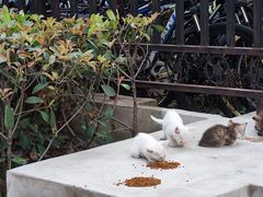 -开福禅寺