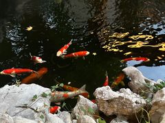 -鲤院·新中式美学·庭院餐厅(夫子庙店)