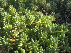 -墨尔本皇家植物园