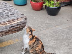 -龙华素斋(龙华路店)