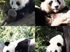 -成都大熊猫繁育研究基地