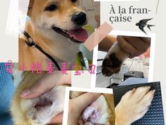 -宠小格时尚宠物生活馆(唐镇店)