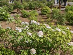 -洛阳市隋唐城遗址植物园