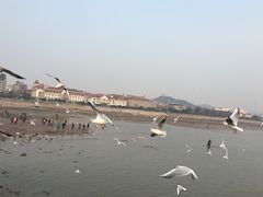 -栈桥景区