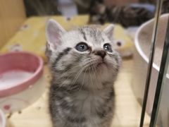 -屋虎猫馆(宝安大仟里店)