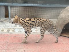 -西霞口神雕山野生动物世界