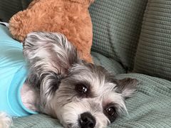 -芭比堂动物医院·CT·微创中心(新顺分院)