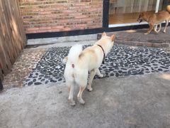 -柴犬高等学院·狗咖·柴犬售卖·宠物训练