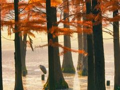 -白鹭湾湿地公园