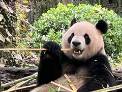 -都江堰中华大熊猫苑