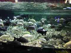 -成都浩海立方海洋公园