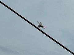 -桤木河湿地公园