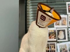 -御宝贝·A梦猫科宠物医院(国际猫友好医院)