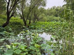 -长兴太湖图影湿地文化园