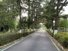-合肥滨湖国家森林公园