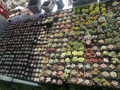 -中环花鸟鱼虫市场
