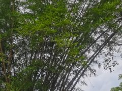 -野象谷景区