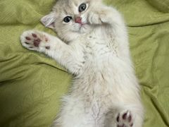 -欣宠猫屋·矮脚拿破仑·蓝金金渐层